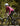 BICYCLE LINE PELTRA ULTRA dviratininkės termo džemperis – 5