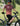 BICYCLE LINE MTB CADORE dviratininko džersis – 3
