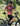 BICYCLE LINE OSTIGLIA S3 MTB dviratininko šortai – 3