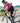 BICYCLE LINE BICYCLE LINE MIGLIA S3 dviratininko kojinės
